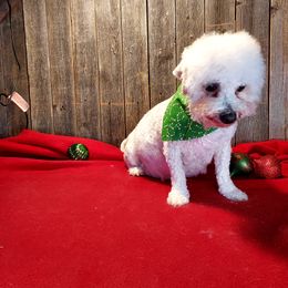 Trace - Bichon Frise