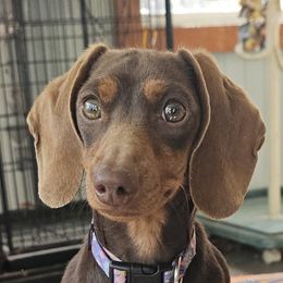 Fiona - Dachshund