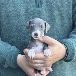 Girl 1 - Blue female Italian Greyhound puppy in Sugar Valley, Georgia from Pinnacle Farm and Kennel