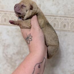 Tsireya - Red fawn female Chinese Shar-Pei puppy in Lehigh Acres, Florida from Florida Wrinkles