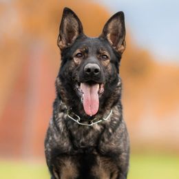 Cota - German Shepherd