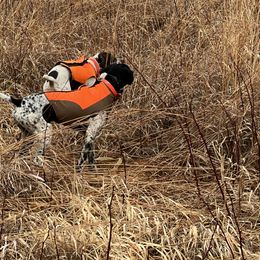 German Shorthaired Pointer All Grown Up from The Nosbisch Ranch Shorthaired Pointers