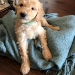 Goldendoodle Puppies from Da Ruba Doodles