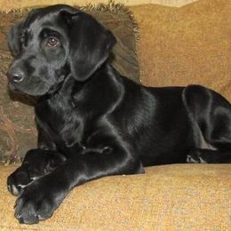 Labrador Retriever Puppies from Harvest Moon Farm