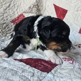 Bernedoodle Puppies from Joyful Pastures Homestead