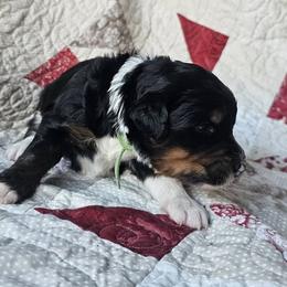 Bernedoodle Puppies from Joyful Pastures Homestead