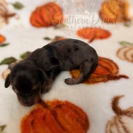 Raven - Dapple female Dachshund puppy in Winder, Georgia from Southern Drawl Dachshunds