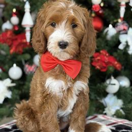 Sarah -Girl 5 - Red  female Goldendoodle puppy in Yuciapa, California from AlltheDoodlez_