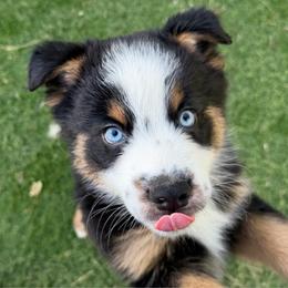 Boy 2 - Black tri male Miniature Australian Shepherd puppy in Bethany, Illinois from Rachel at Marrowbone Creek Aussies