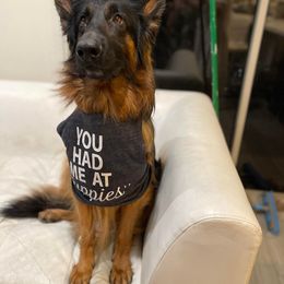 "Juliette announcing the K litter, spring 2022" German Shepherd Puppies from Schonwasser Shepherds