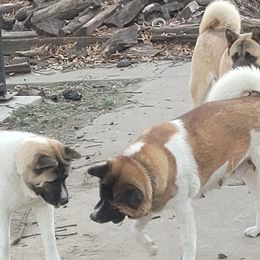 Akita from Bryan's Akitas