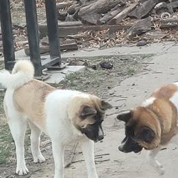 Akita from Bryan's Akitas