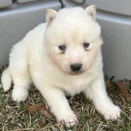 Avalanche - White male Siberian Husky puppy in Summerville, South Carolina from Carolina Husky Lodge