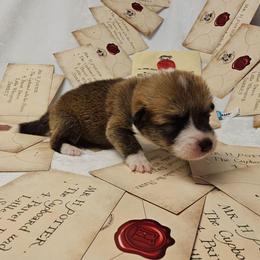 Blue collar - Red male Pembroke Welsh Corgi puppy in Deming, New Mexico from Dragon Ridge Corgis