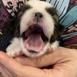 Shih Tzu Puppies from Willow Lane Shih Tzus