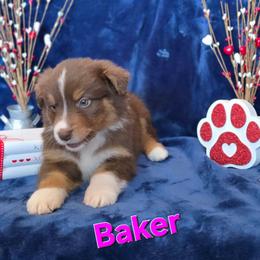 Baker (Medea) - Red tri-color female Australian Shepherd puppy in Smithfield, Utah from Invictus Farms