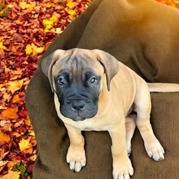 Bullmastiff Puppies from Ambrosia Mastiffs