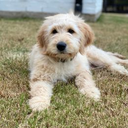 Cavapoo and Goldendoodle Puppies from Safari Doodles