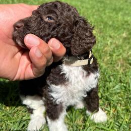 White Tuxedo Party - Parti female Labradoodle puppy in Chula Vista, California from Coastal Cocoa Labradoodle