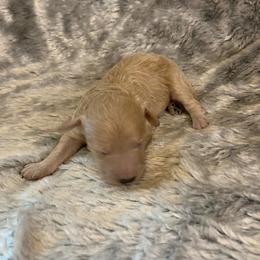Nash - Parti male Goldendoodle puppy in Haddam, Kansas from Golden B Acres