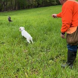 Clumber Spaniel Puppies from SunMagic Clumber Spaniels