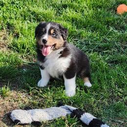 Jett - Black tri-color male Australian Shepherd puppy in Athens, Tennessee from Mimi's Aussie