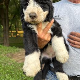 Purple - Black and white female Sheepadoodle puppy in Eleva, Wisconsin from Molly’s Doodles