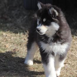 Maya - Black and white female Siberian Husky puppy in Gorman, Texas from Bransford Paw Pack/Timber Huskies
