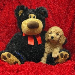 Goldendoodle Puppies from Ming’s Dynasty Doodles