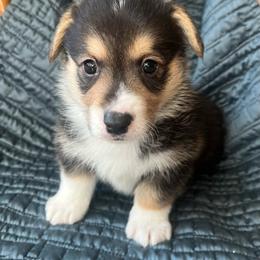 Pretty Good Boy Love You - Black and tan male Pembroke Welsh Corgi puppy in Blaine, Tennessee from Rose Brier Pembroke Welsh Corgis