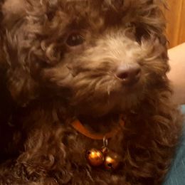 Maltipoos and Poodles from House of Angiel's