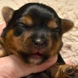 Dia - Black and tan female Yorkshire Terrier puppy in Tangipahoa County, Louisiana from Riche’ Louisiana Yorkies