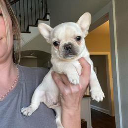 Pebble - Cream male French Bulldog puppy in New Waverly, Texas from C.P. Puppy Buddies