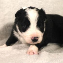 Ironhide - Black and white male Border Collie puppy in Crawfordsville, Indiana from Rescued Dreams Border Collies