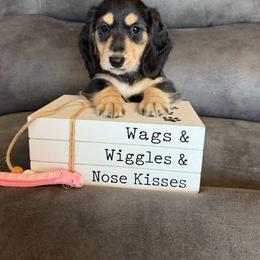 Female 2 - Black and cream female Dachshund puppy in Stuart, Iowa from Johnson Family Paws