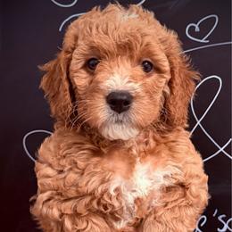 Beau - Red  male Goldendoodle puppy in Bradenton, Florida from Christianna’s Mini Goldendoodles