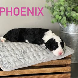 Aussiedoodle Puppies from JK Mini Doodles