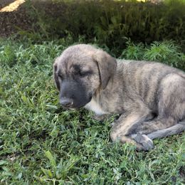 Boy 1 Lefty - Brindle male Anatolian Shepherd Dog puppy in Cleveland, Minnesota from Schmahl Family Farms