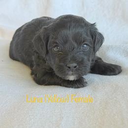 Luna - Black and white female Shichon puppy in De Pere, Wisconsin from Kinzor Kennels