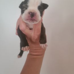 Boxer Puppies from Coast to Coast Boxers