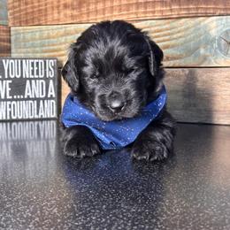 Aladdin - Black male Newfoundland puppy in Tully, New York from Bear Paw Newfoundlands
