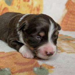 Avril - Red tri female Toy Australian Shepherd puppy in Shepherd, Texas from GAMALA Farm & Kennels