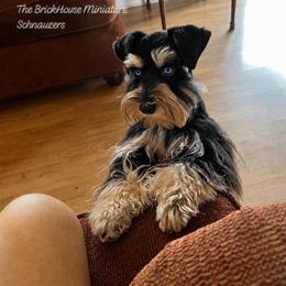 Joy - Miniature Schnauzer