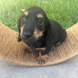 Classic black and tan male longhair mini - Black and tan male Dachshund puppy in Manteca, California from Sweet and Low Dachshunds