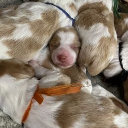 Brittany Puppies from Rabeau’s Genuine Brittany‘s