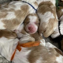 Brittany Puppies from Rabeau’s Genuine Brittany‘s