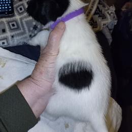 Purple collar - Black and white male Parson Russell Terrier puppy in Branford, Florida from Loyalville