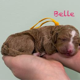 Belle - Red  female Poodle puppy in Williamsburg, Ohio from Iaroli’s  Small Standard Poodles
