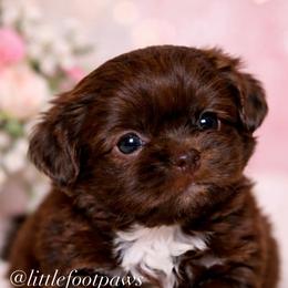Reeses Peanut Butter Cups - Liver and white female Shih Tzu puppy in Texas from Little Foot Paws 🐾