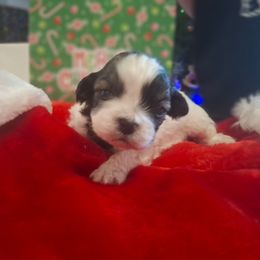 Boy 1 - Black and white male Shih Tzu puppy in Montrose, Colorado from Gnomies Furry Friends